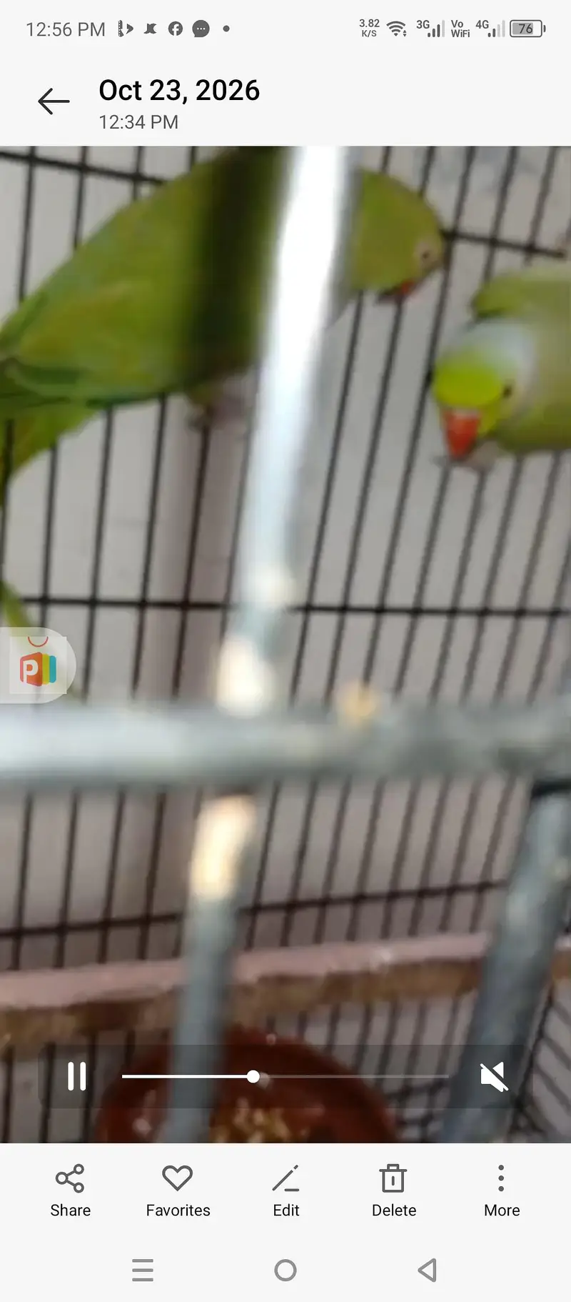 ringneck pair — photo 3