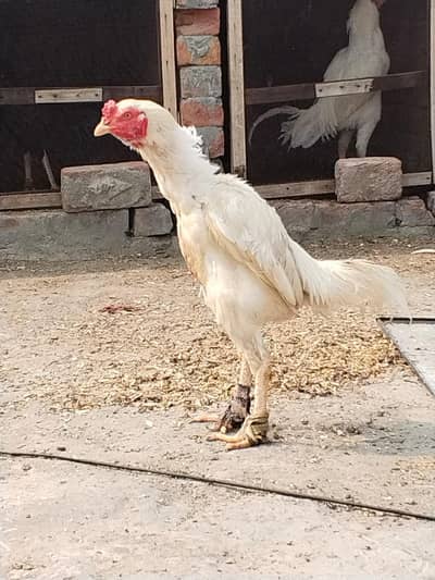 2 heera paper white male and Thai dragon chicks for sale