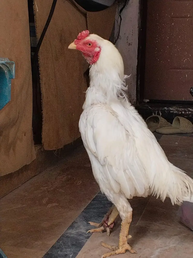 2 heera paper white male and Thai dragon chicks for sale — photo 2