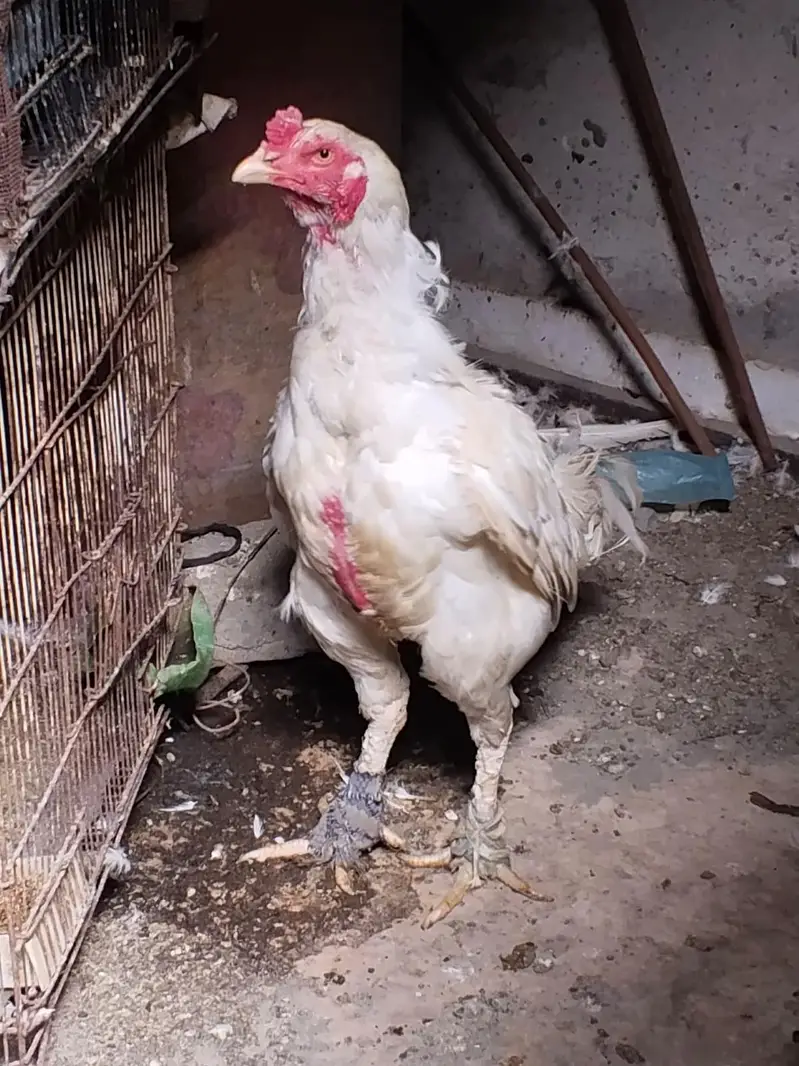 2 heera paper white male and Thai dragon chicks for sale — photo 3