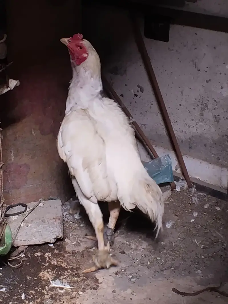 2 heera paper white male and Thai dragon chicks for sale — photo 4