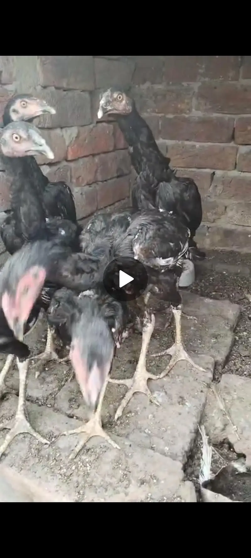 2 heera paper white male and Thai dragon chicks for sale — photo 5