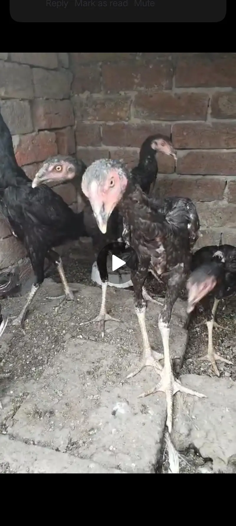 2 heera paper white male and Thai dragon chicks for sale — photo 6