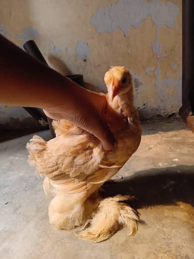 buff heavy chicks for sale