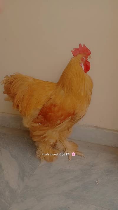 pur golden buff pair healthy and active available