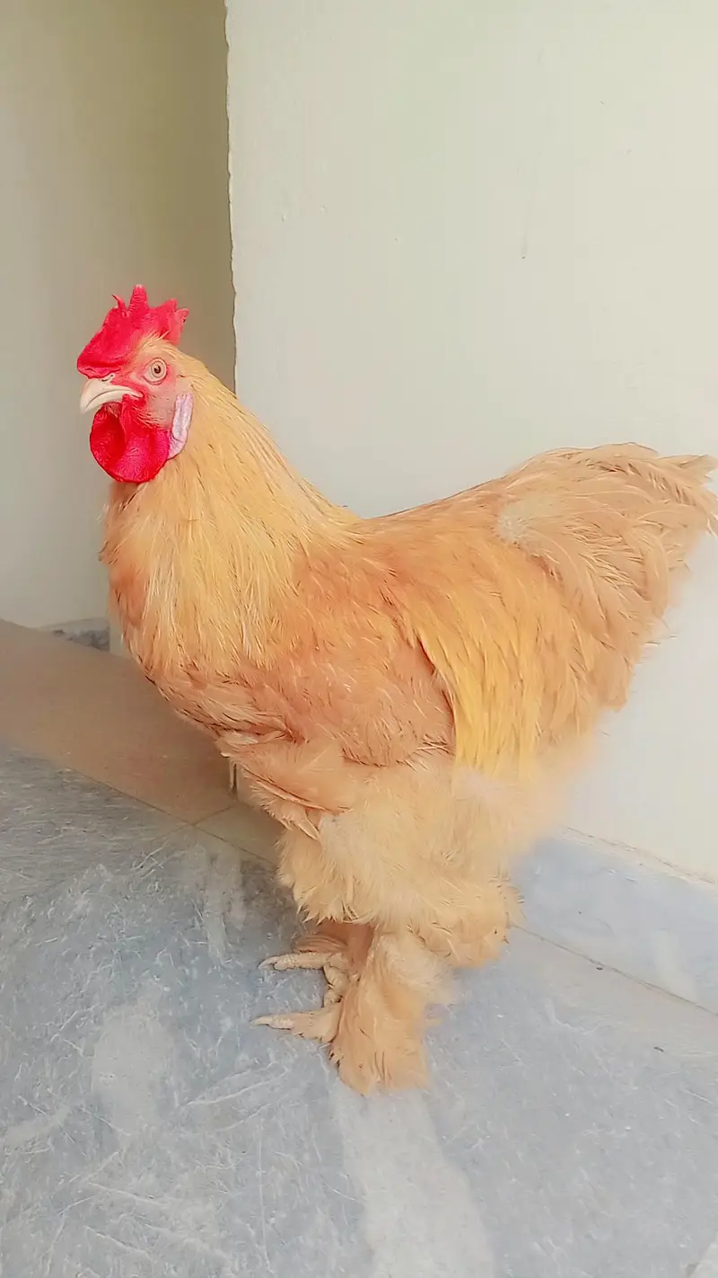 pur golden buff pair healthy and active available — photo 2