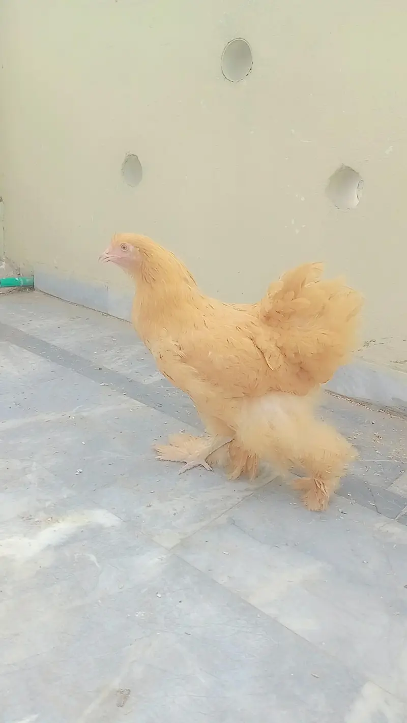 pur golden buff pair healthy and active available — photo 3