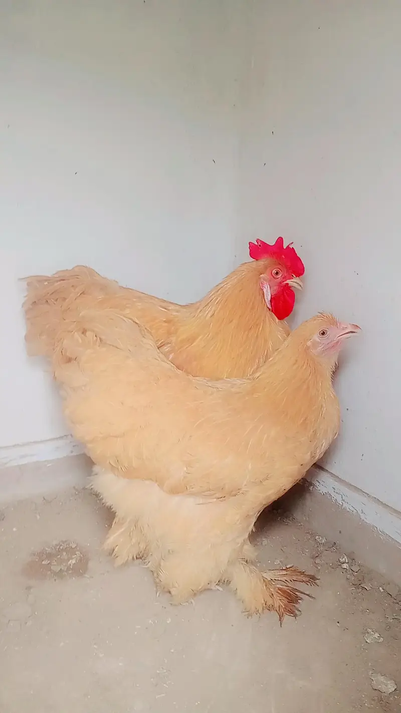pur golden buff pair healthy and active available — photo 4