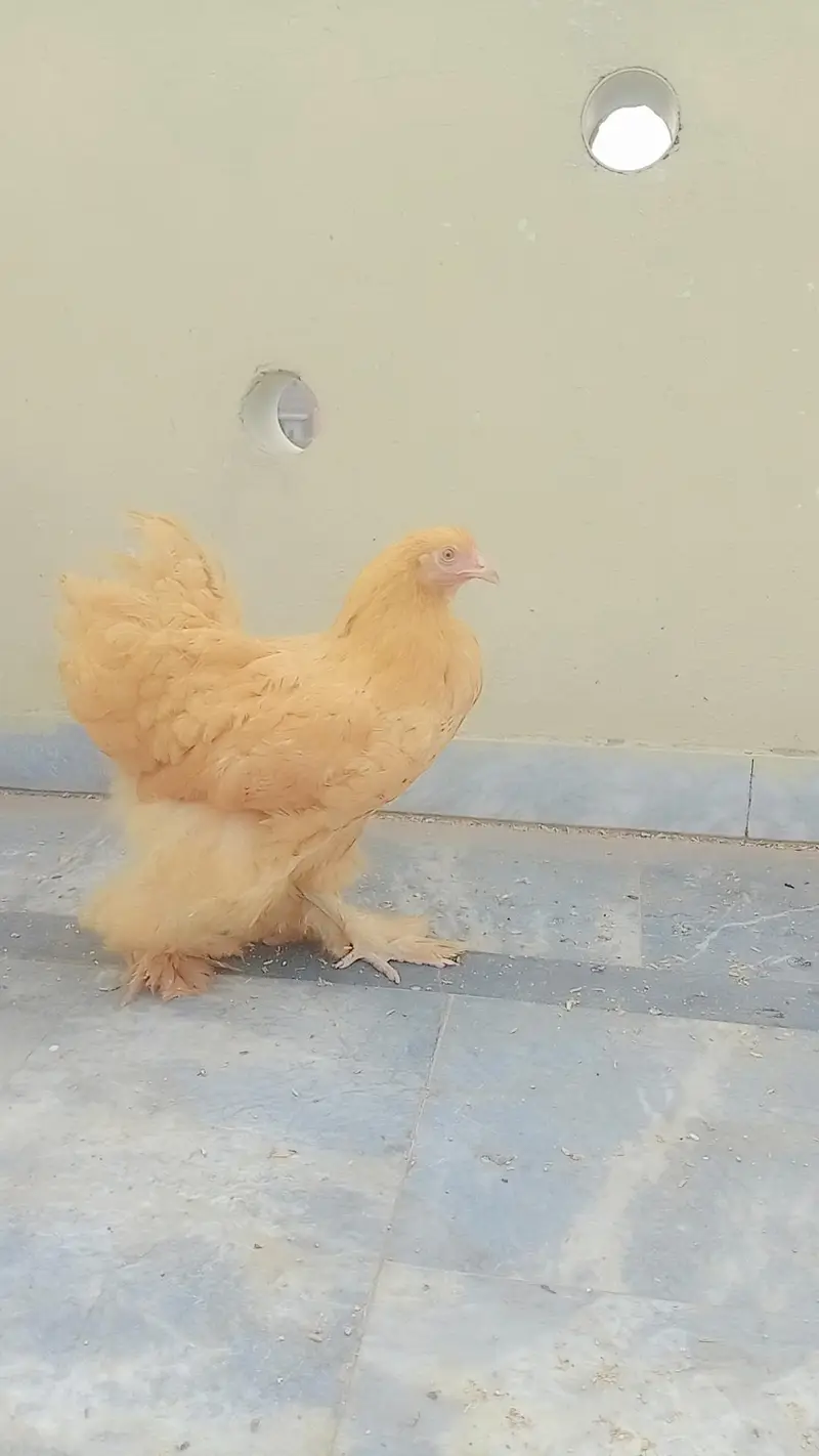 pur golden buff pair healthy and active available — photo 5
