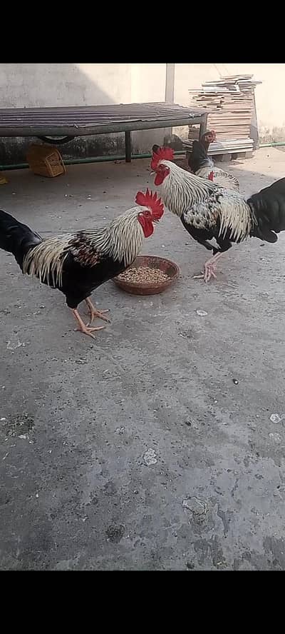Rooster Murga/ chozay chicks