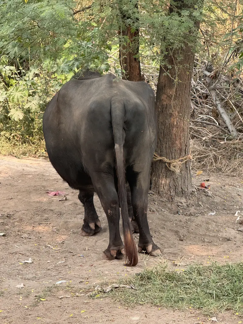 Buffalo for sale with kaati