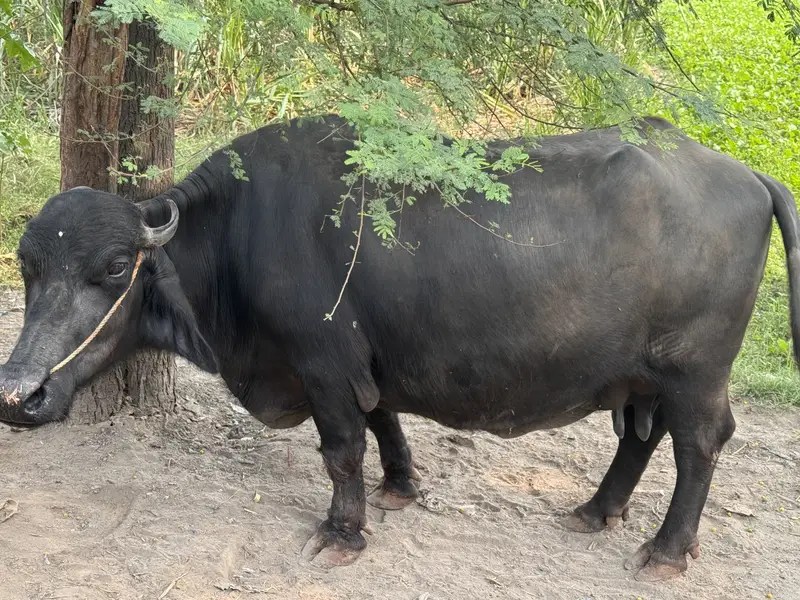 Buffalo for sale with kaati — photo 2