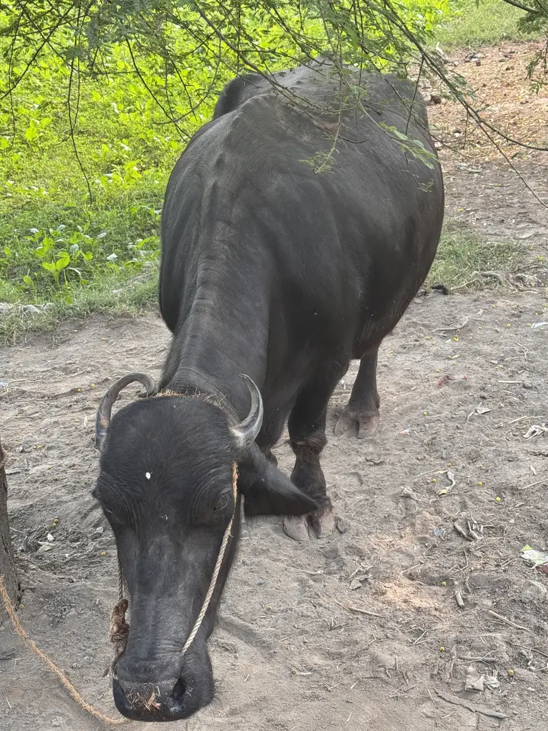 Buffalo for sale with kaati — photo 3