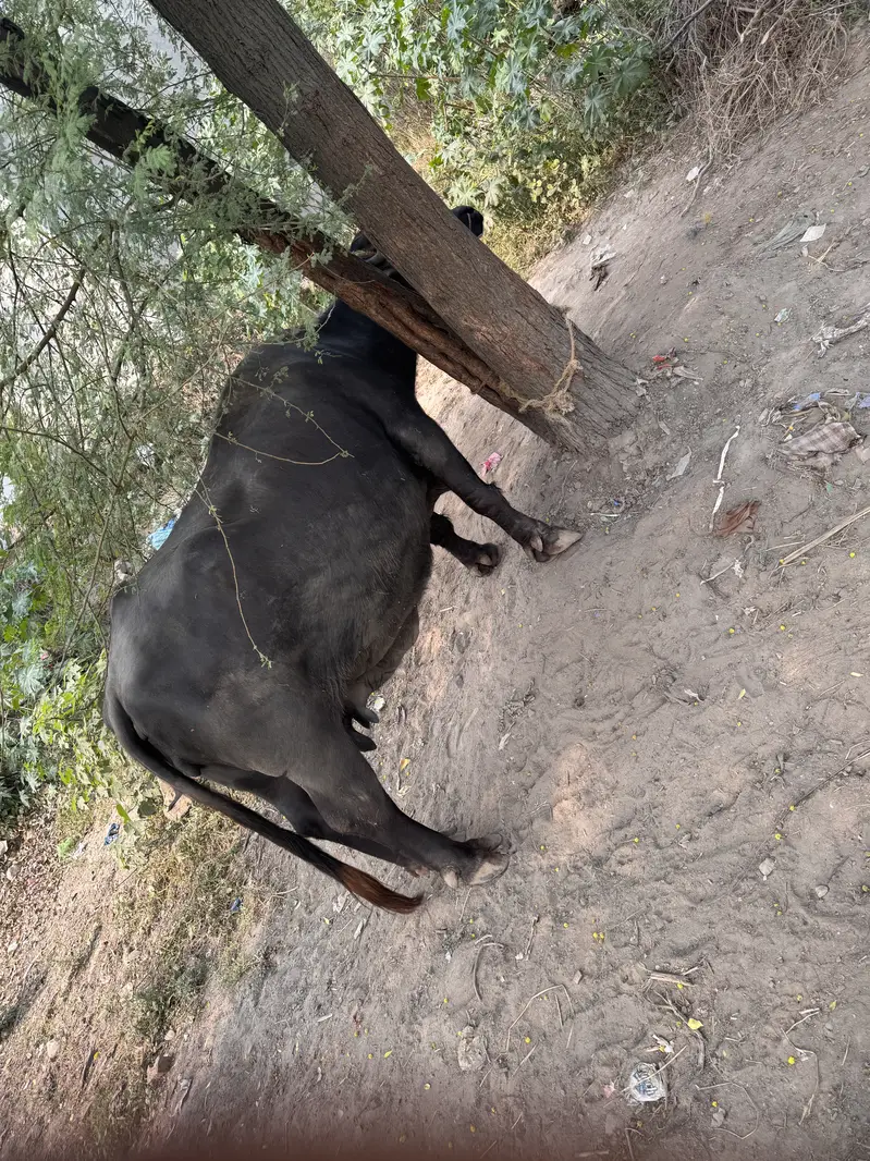 Buffalo for sale with kaati — photo 4