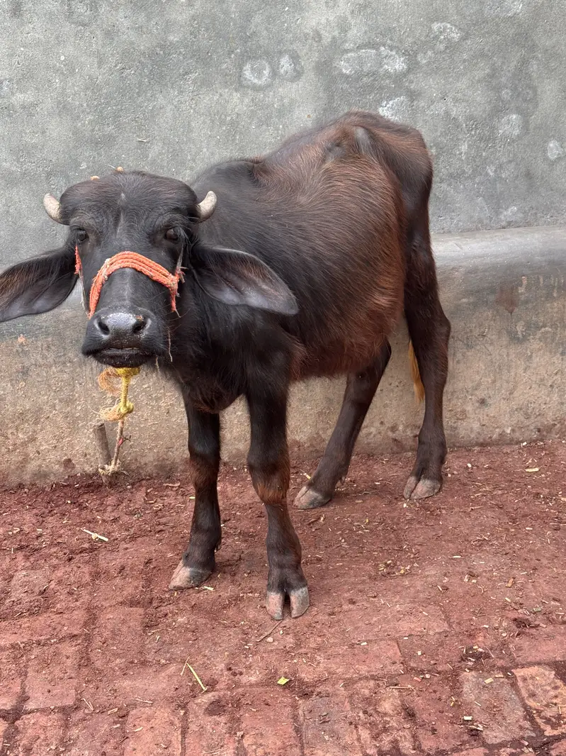 Buffalo for sale with kaati — photo 5