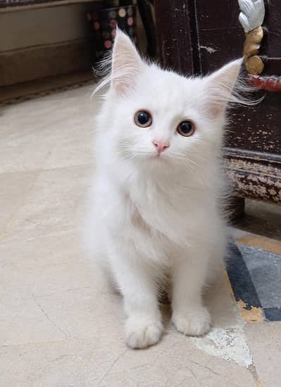 Persian kitten available