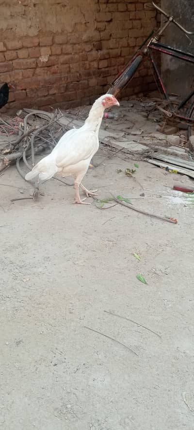 pure aseel murgi