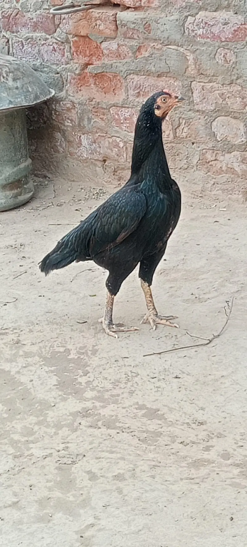 pure aseel murgi — photo 4