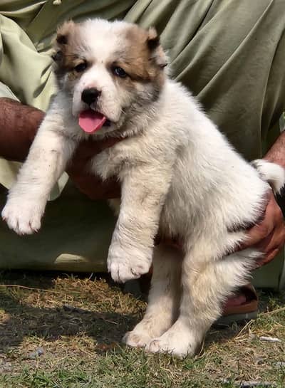 alabai , king alabai , king size alabai , white alabai , security dog