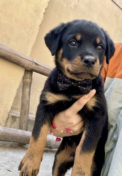 Rottweiler Female pup