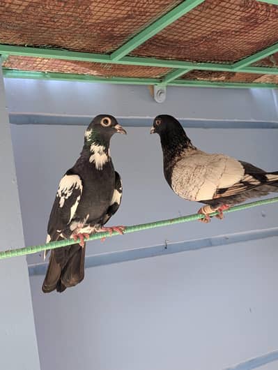 Pigeon Kaboter