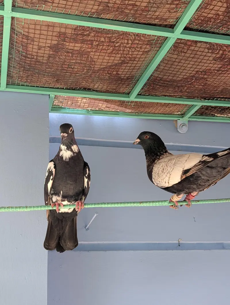 Pigeon Kaboter — photo 2