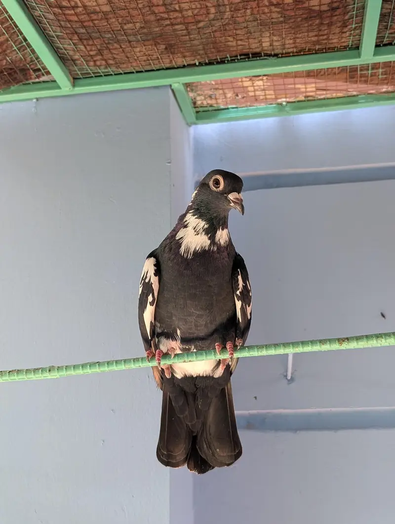 Pigeon Kaboter — photo 3