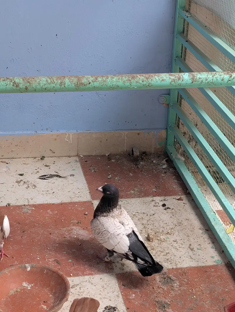 Pigeon Kaboter — photo 4