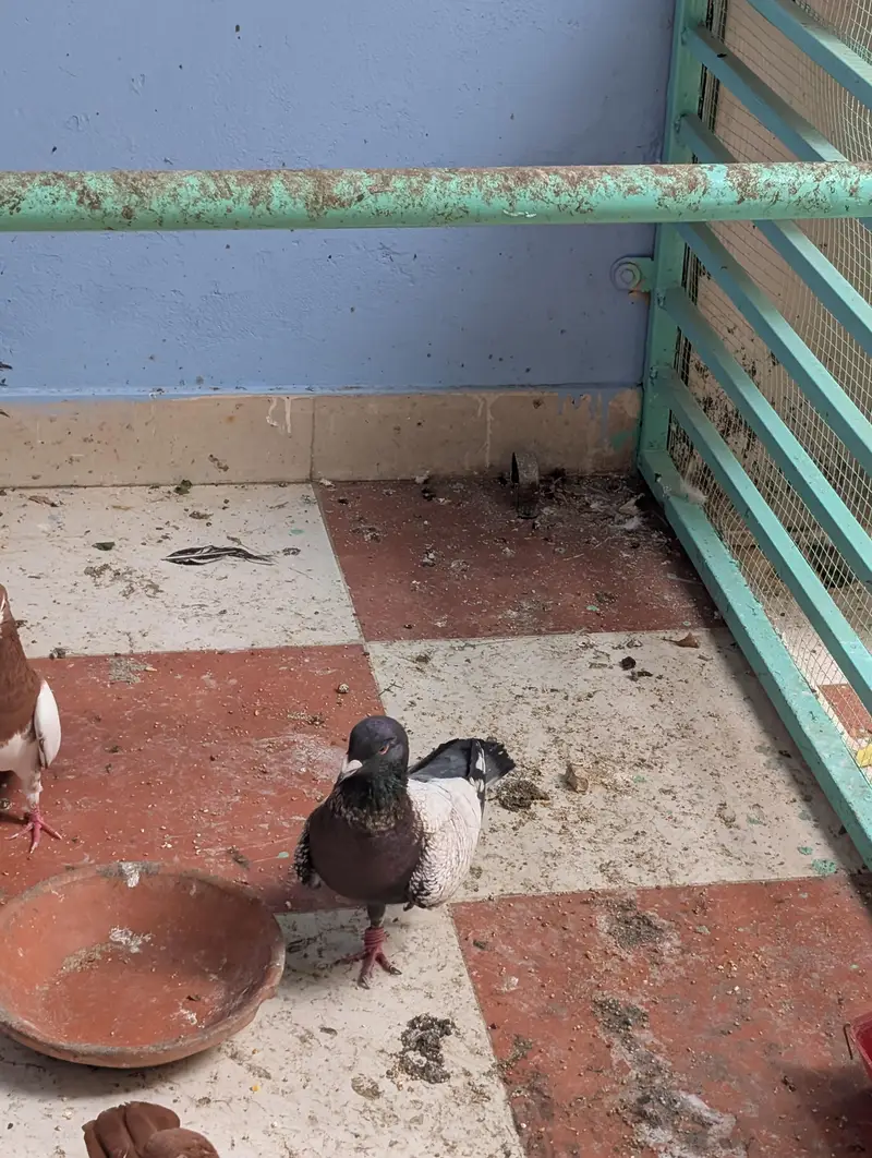 Pigeon Kaboter — photo 5