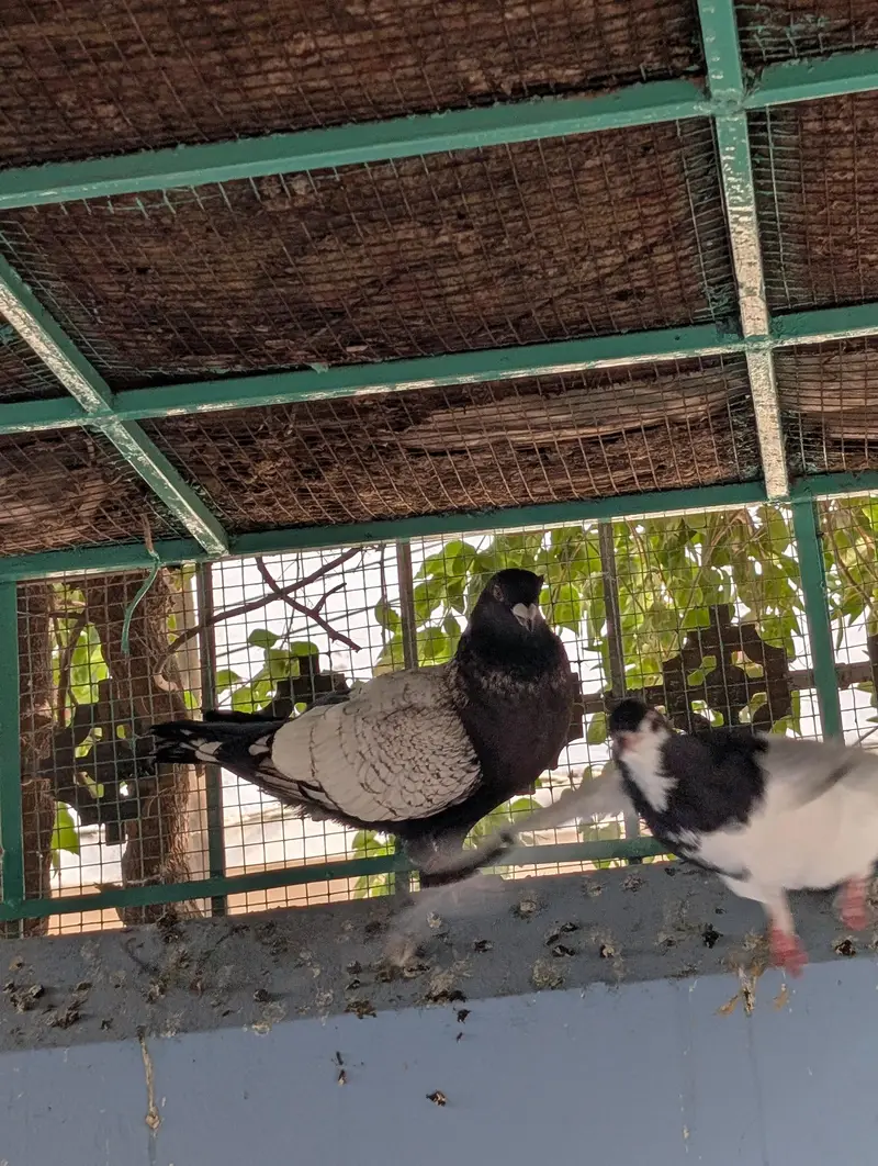 Pigeon Kaboter — photo 6