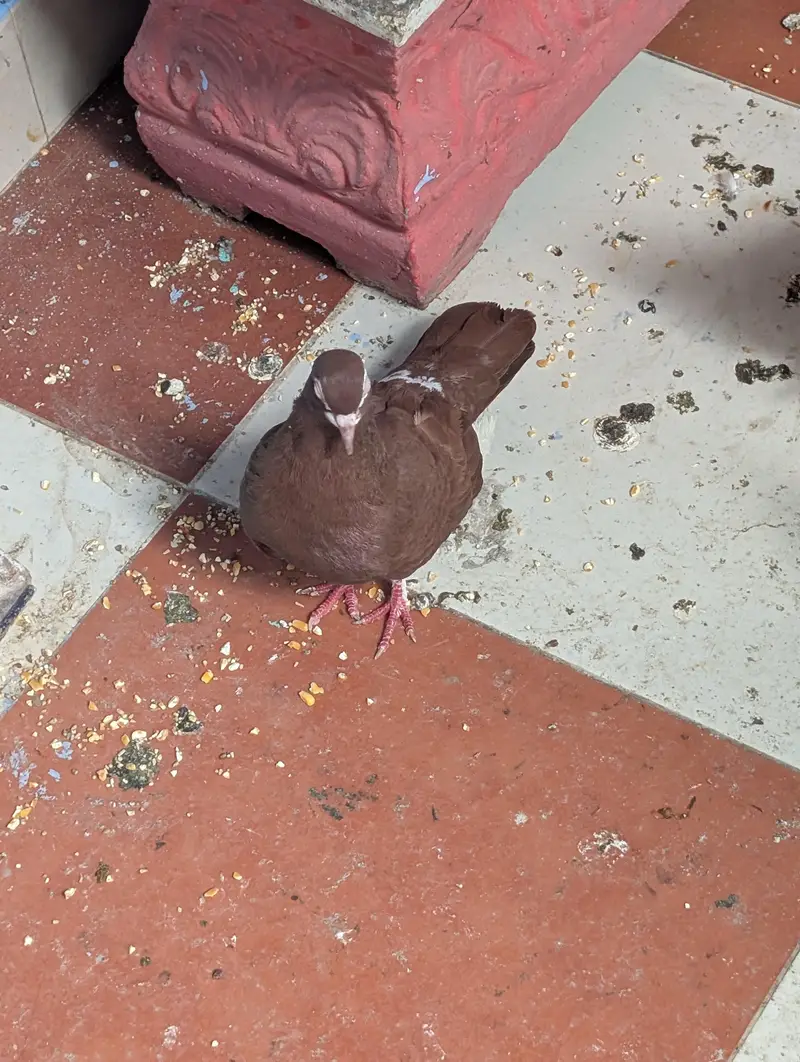 Pigeon Kaboter — photo 7