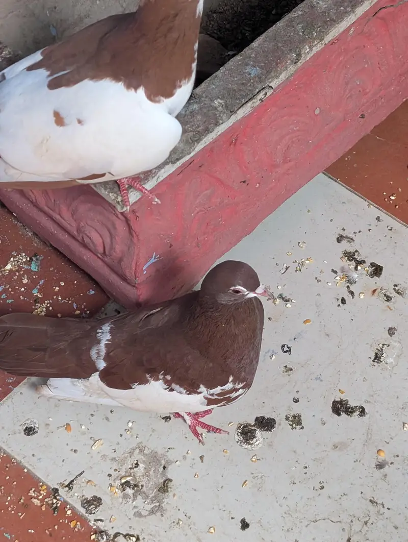 Pigeon Kaboter — photo 8