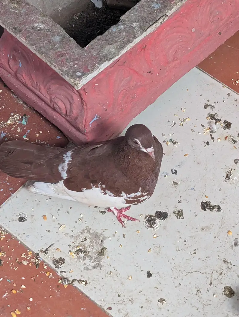 Pigeon Kaboter — photo 9