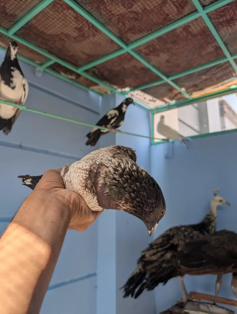 Pigeon Kaboter — photo 10