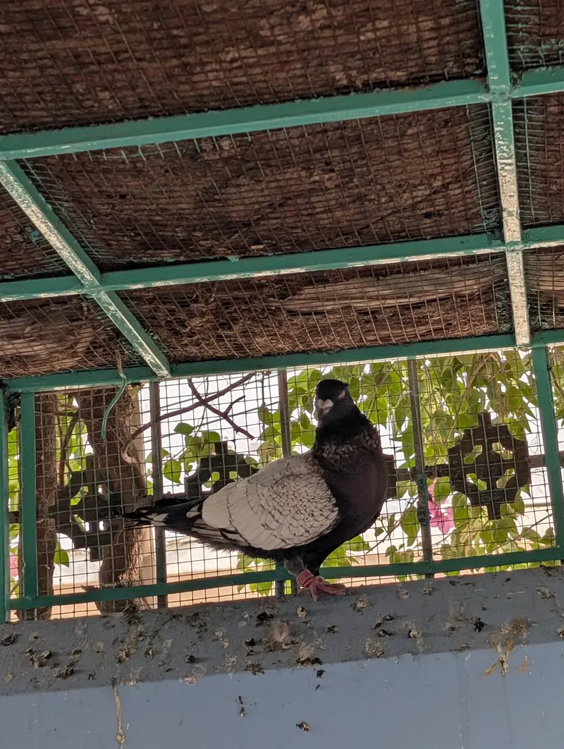 Pigeon Kaboter — photo 11