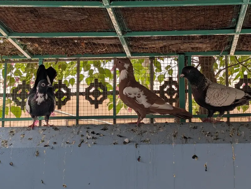 Pigeon Kaboter — photo 12