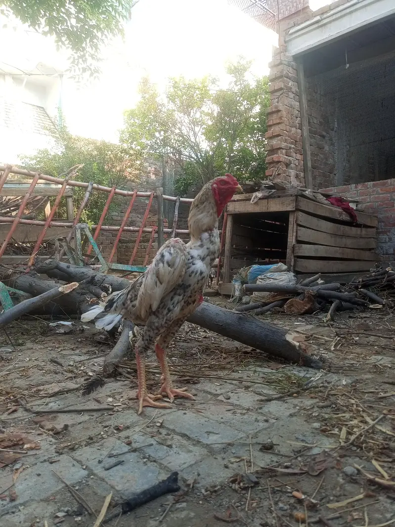 Shamo — photo 4