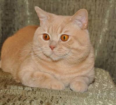 bella for adoption