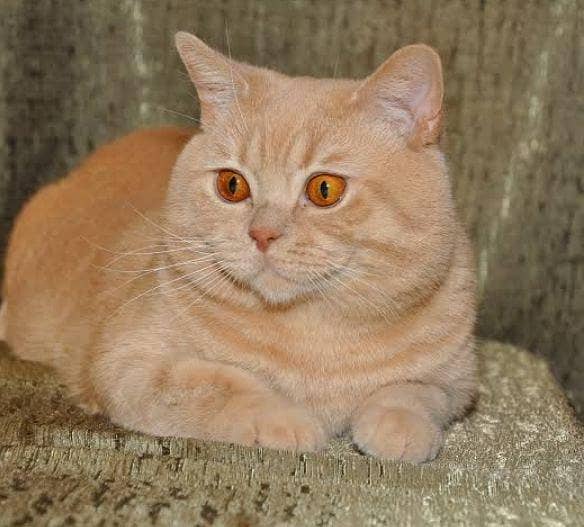 bella for adoption 0