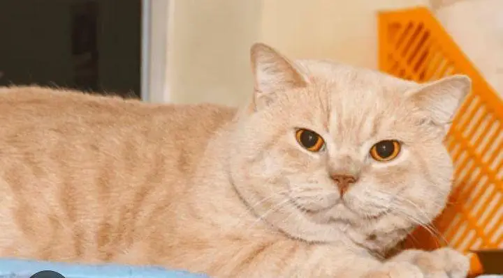 bella for adoption — photo 3