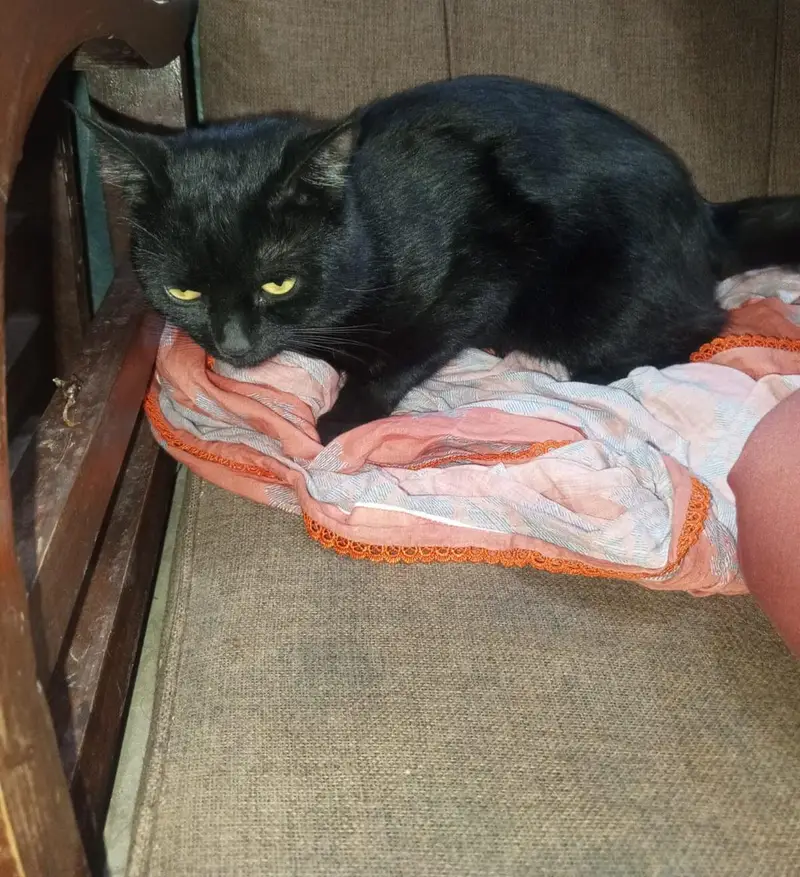 Black Persian Cat — photo 2