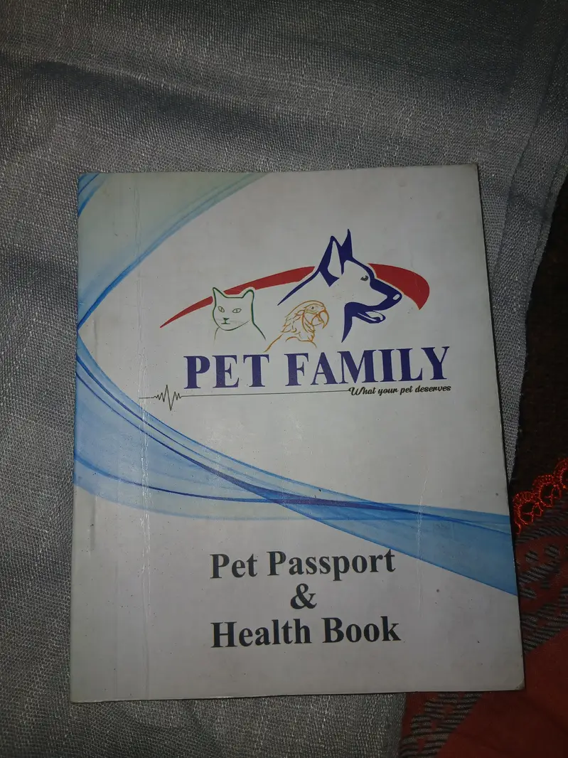 Black Persian Cat — photo 3