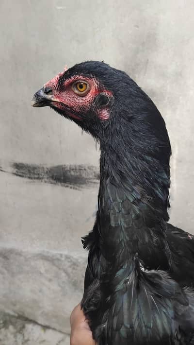 thai female hens exchange possible 317 4918850 WhatsApp