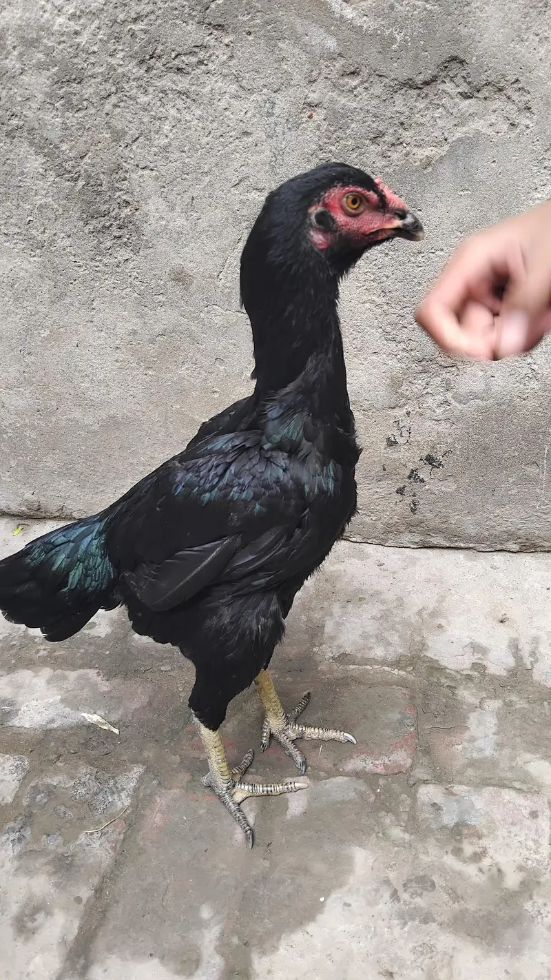 thai female hens exchange possible 317 4918850 WhatsApp — photo 2