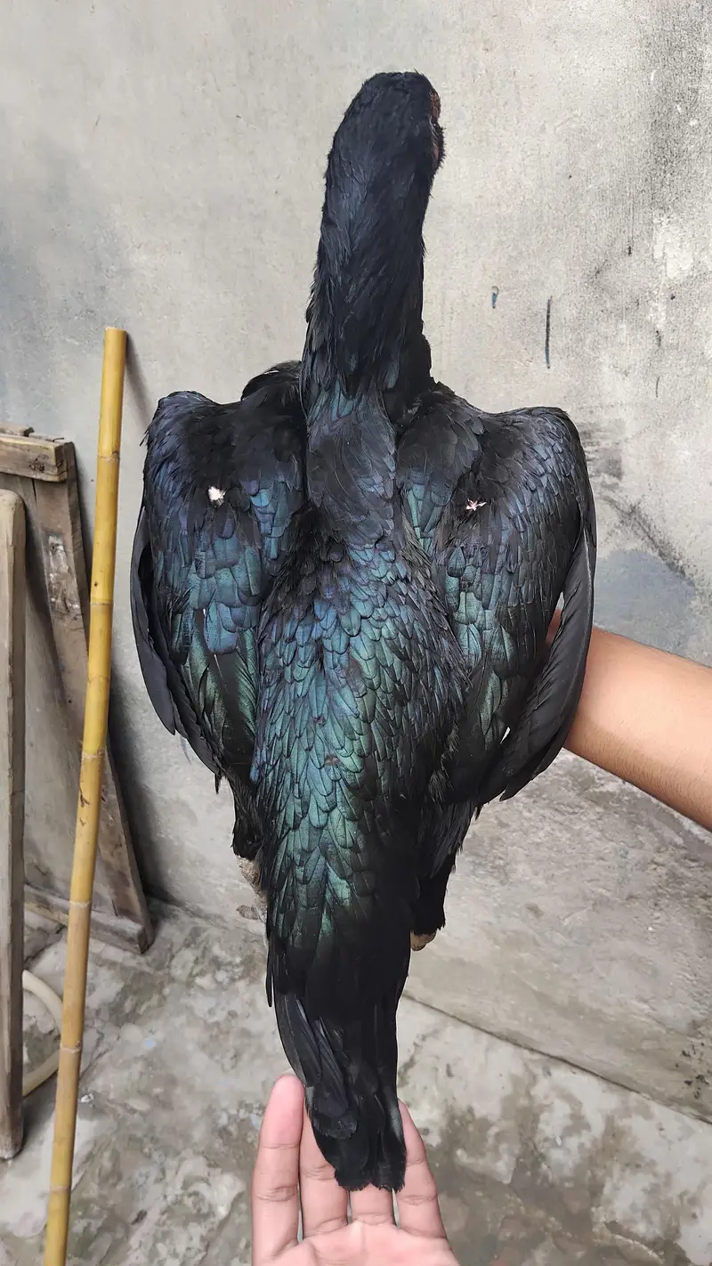 thai female hens exchange possible 317 4918850 WhatsApp — photo 3