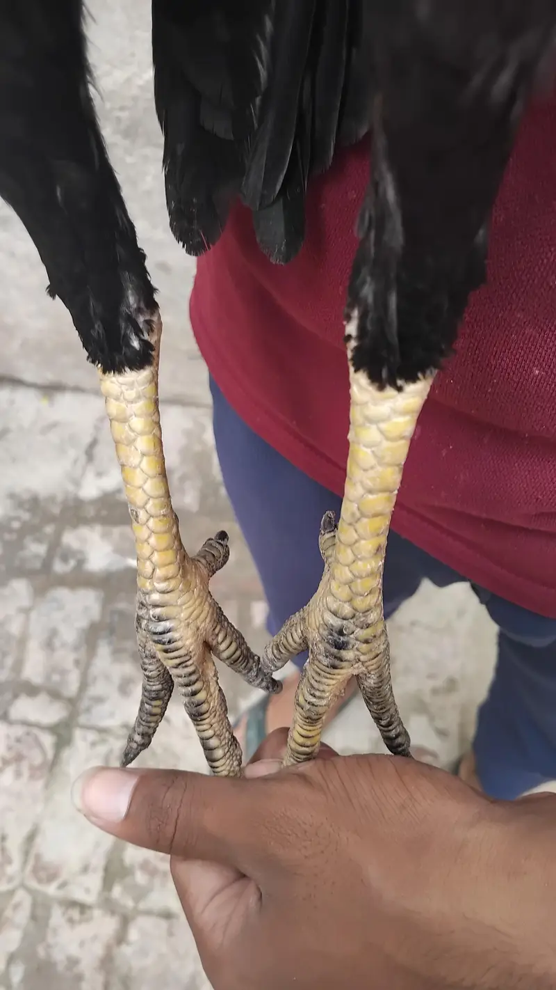 thai female hens exchange possible 317 4918850 WhatsApp — photo 4