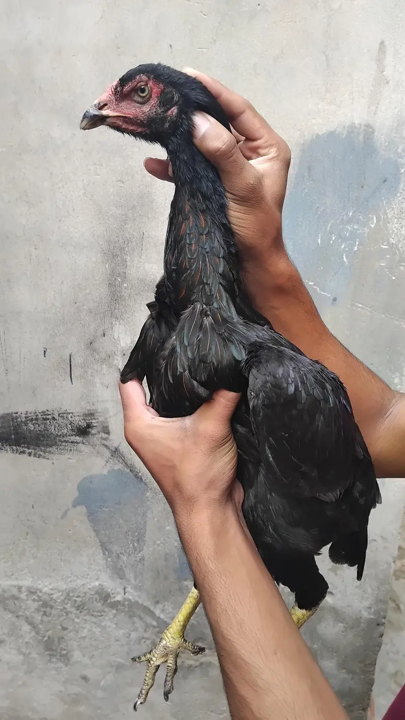 thai female hens exchange possible 317 4918850 WhatsApp — photo 5