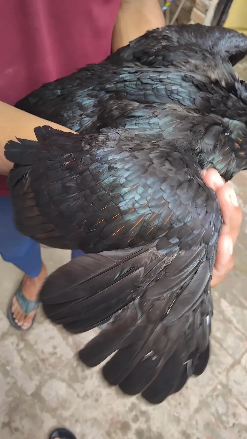 thai female hens exchange possible 317 4918850 WhatsApp — photo 6