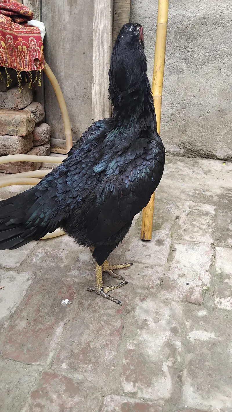 thai female hens exchange possible 317 4918850 WhatsApp — photo 7