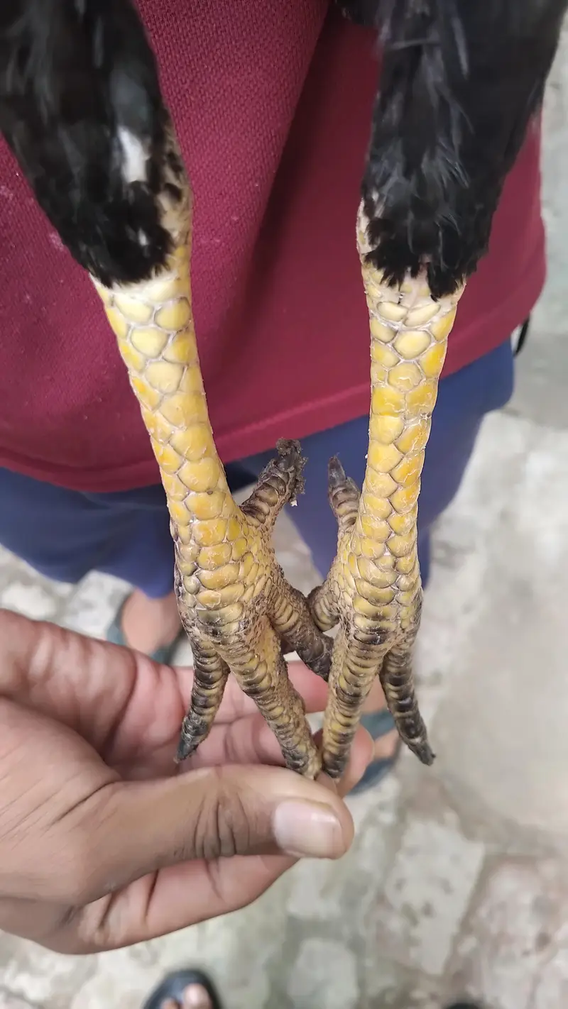 thai female hens exchange possible 317 4918850 WhatsApp — photo 8
